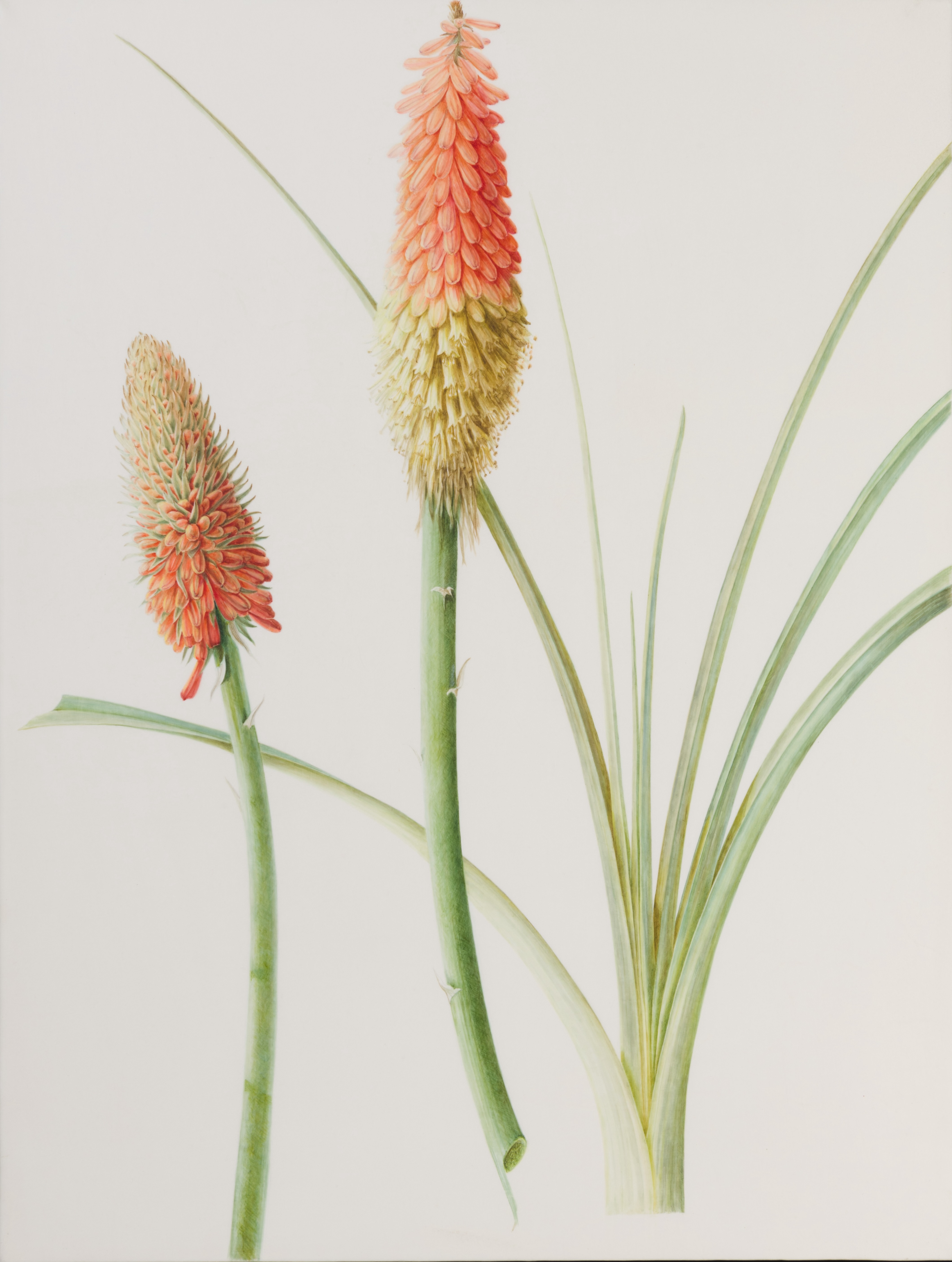 Red Hot Pokers